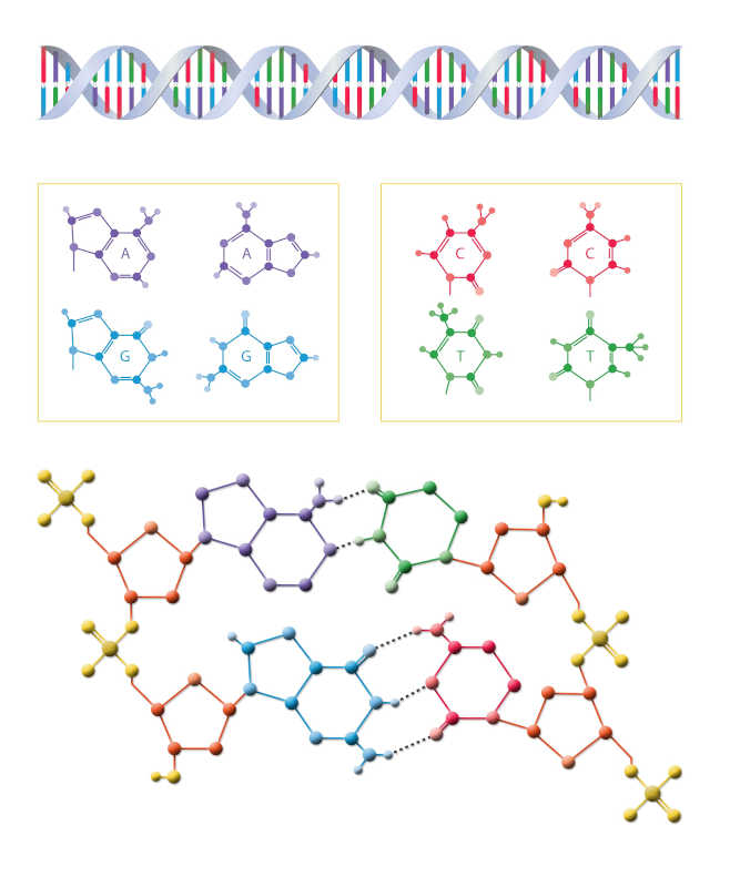 DNA strand construction